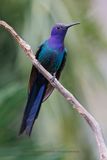 Swallow-tailed Hummingbird - Eupetomena macroura