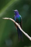 Swallow-tailed Hummingbird - Eupetomena macroura