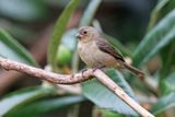 Double-collared Seedeater - Sporophila caerulescens