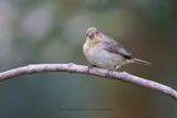 Double-collared Seedeater - Sporophila caerulescens