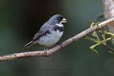 Double-collared Seedeater - Sporophila caerulescens