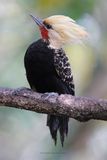 Blond-crested Woddpecker - Celeus flavescens