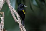 Golden-winged Cacique - Cacicus chrysopterus