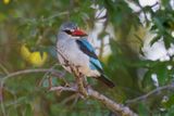 Woodland Kingfisher - Halcyon senegalensis