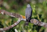 Double-toothed Kite - Harpagus bidentatus 