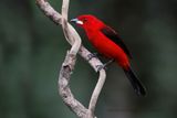 Brazilian Tanager - Ramphocelus bresilius