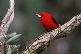 Brazilian Tanager - Ramphocelus bresilius