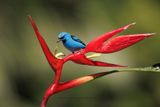 Blue Dacnis - Dacnis cayana