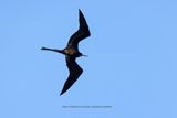 Magnificent Frigatebird - Fregata magnificens