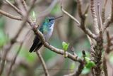 Versicolored Emerald - Amazilia versicolor