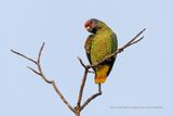 Red-tailed Parrot - Amazona brasiliensis