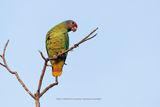 Red-tailed Parrot - Amazona brasiliensis