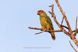 Red-tailed Parrot - Amazona brasiliensis
