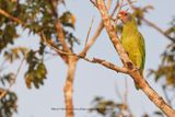 Red-tailed Parrot - Amazona brasiliensis