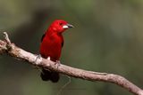 Brazilian Tanager - Ramphocelus bresilius