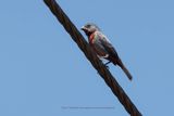 Chestnut-bellied Seedeater - Sporophila castaneiventris