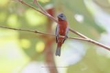 Chestnut-bellied Seedeater - Sporophila castaneiventris