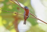 Chestnut-bellied Seedeater - Sporophila castaneiventris