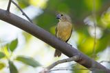 Chestnut-bellied Seedeater - Sporophila castaneiventris