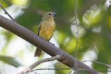 Chestnut-bellied Seedeater - Sporophila castaneiventris