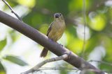 Chestnut-bellied Seedeater - Sporophila castaneiventris