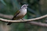 Green-winged Saltator - Saltator similis