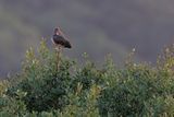 Scarlet Ibis  - Eudocimus ruber