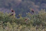 Scarlet Ibis  - Eudocimus ruber