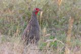 Swainsons francolin - Pternistis swainsonii