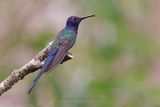 Swallow-tailed Hummingbird - Eupetomena macroura
