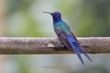Swallow-tailed Hummingbird - Eupetomena macroura
