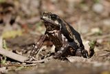 Rhinella icterica