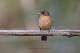 Black-goggled Tanager - Trichothraupis melanopis