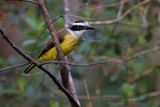 Great Kiskadee - Pitangus sulphuratus
