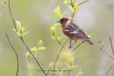Bay-breasted Warbler - Setophaga castanea