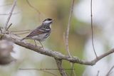 Blackpoll Warbler - Setophaga striata