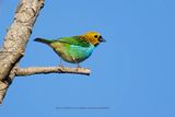 Gilt-edged Tanager - Tangara cyanoventris