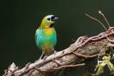 Brass-breasted Tanager - Tangara desmaresti