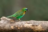 Brass-breasted Tanager - Tangara desmaresti