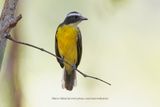 Social Flycatcher - Myiozetetes similis