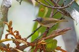 Chivi vireo - Vireo chivi