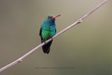 Glittering-bellied Emerald - Chlorostilbon lucidus