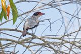 Black-tailed Tityra - Tityra cayana