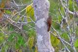 Straight-billed woodcreeper - Dendroplex picus