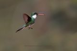 White-throated Hummingbird - Leucochloris albicollis