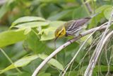 Black-throated Green Warbler - Setophaga virens
