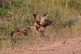 African Wild Dog - Lycaon pictus
