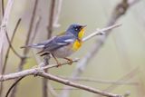 Northern parula - Setophaga americana