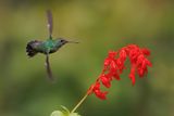 Versicolored Emerald - Amazilia versicolor