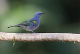 Golden-chevroned Tanager - Thraupis ornata